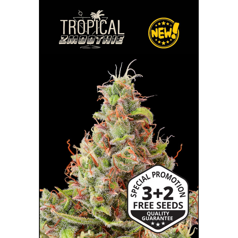 Tropical Zmoothie - Auto - Seed Stockers