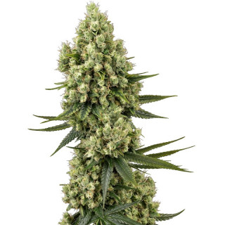 Silver Fire - FEM - Sensi Seeds - Graines de Collection