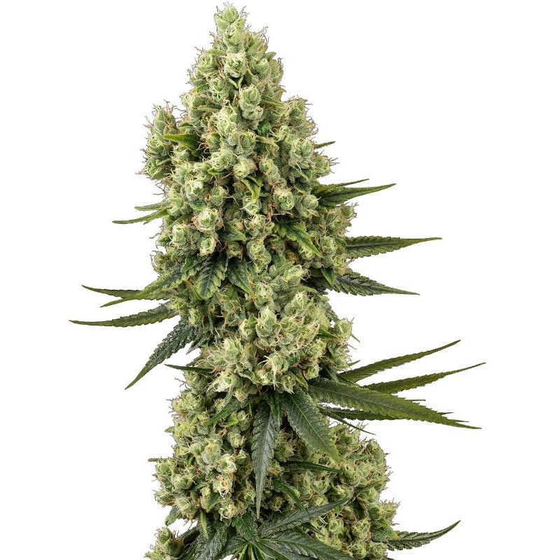 Silver Fire - FEM - Sensi Seeds - Graines de Collection