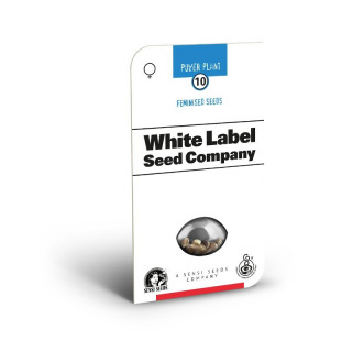Pure Power Plant - Féminisé - Sensi Seeds White Label