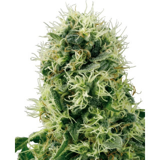 Pure Power Plant - FEM - Sensi Seeds White label