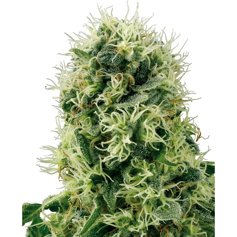 Pure Power Plant - FEM - Sensi Seeds White label