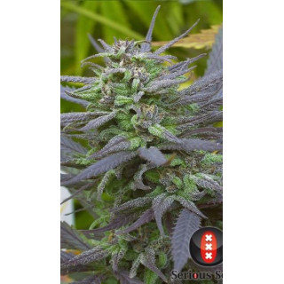 Biddy Early - FEM - Serious Seeds