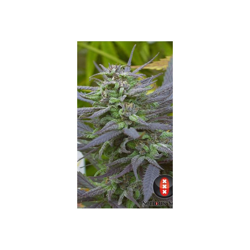 Biddy Early - FEM - Serious Seeds