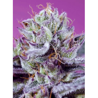 Diablo's Delight XL - Autofloraison - FEM - Sweet Seeds Diablo's Delight XL - Autofloraison - FEM - Sweet Seeds