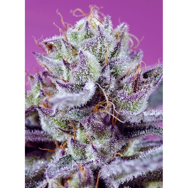 Diablo's Delight XL - Autofloraison - FEM - Sweet Seeds Diablo's Delight XL - Autofloraison - FEM - Sweet Seeds