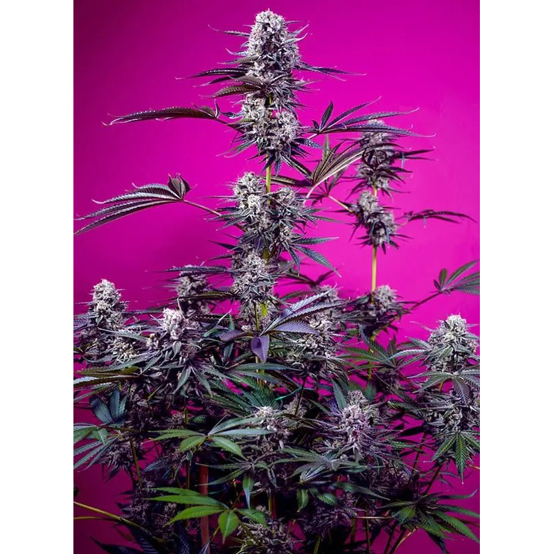 Studio 54 Stardust Auto - FEM - Sweet Seeds