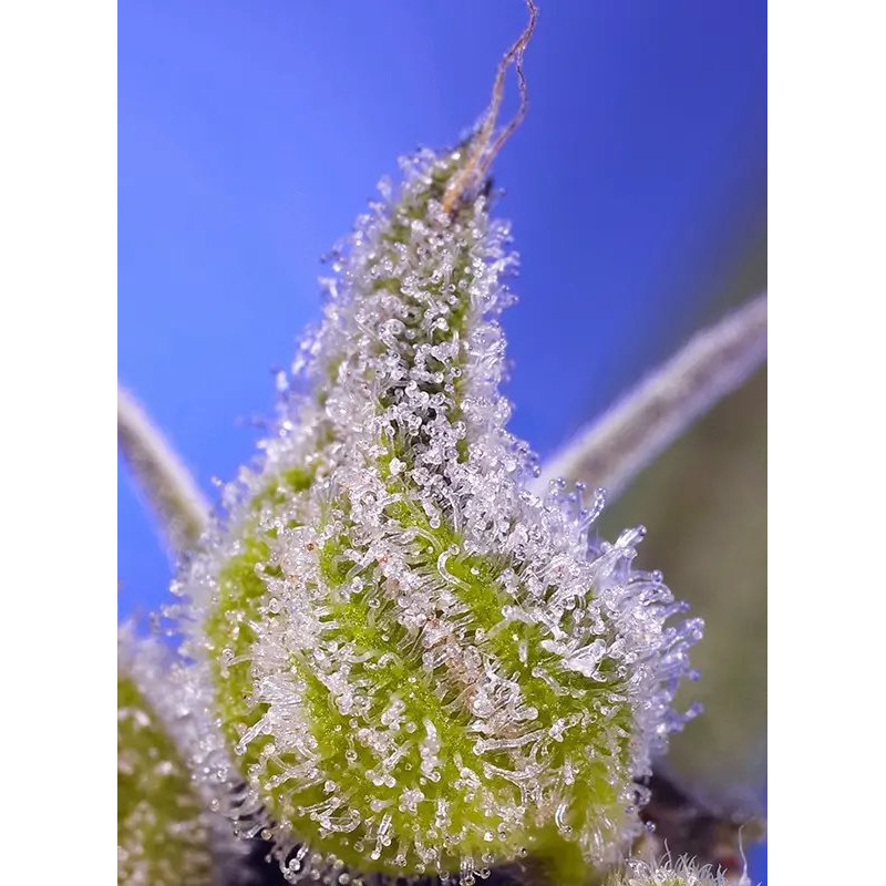 Permanent Jealousy XL - Autofloraison - Sweet Seeds