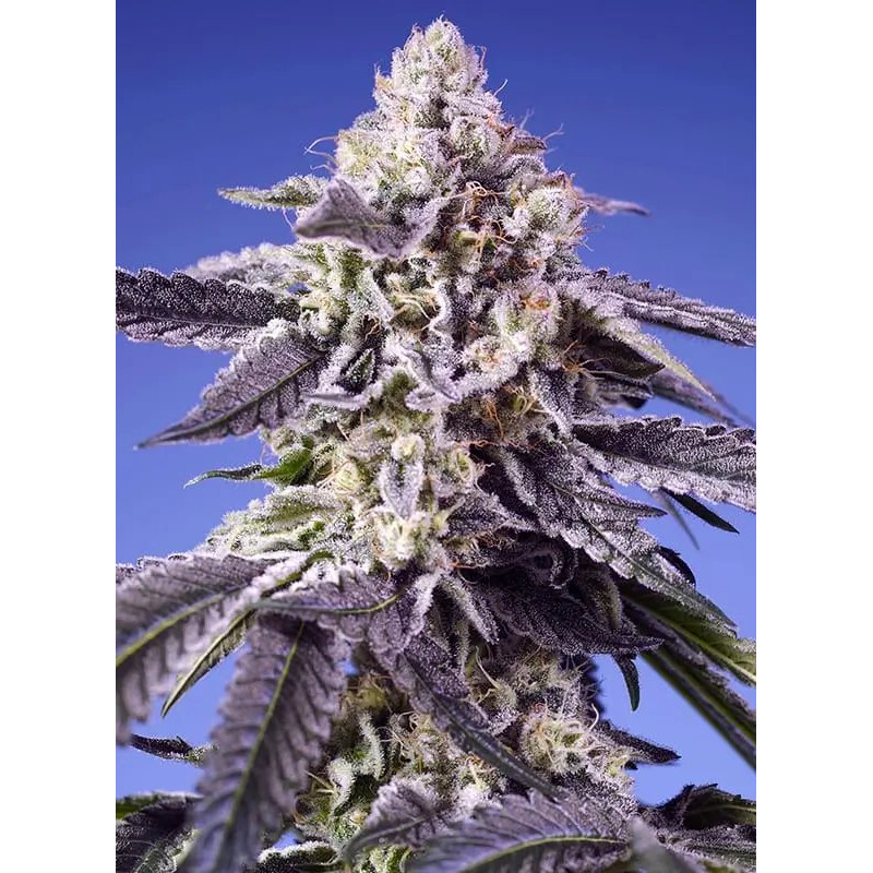 Permanent Jealousy XL Auto - FEM - Sweet Seeds Permanent Jealousy XL Auto - FEM - Sweet Seeds