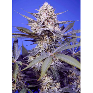 Pineapple Slush XL Auto - FEM - Sweet Seeds