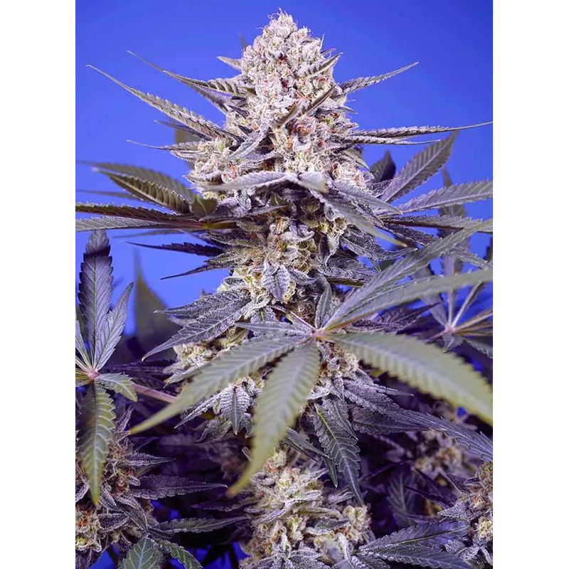 Pineapple Slush XL Auto - FEM - Sweet Seeds
