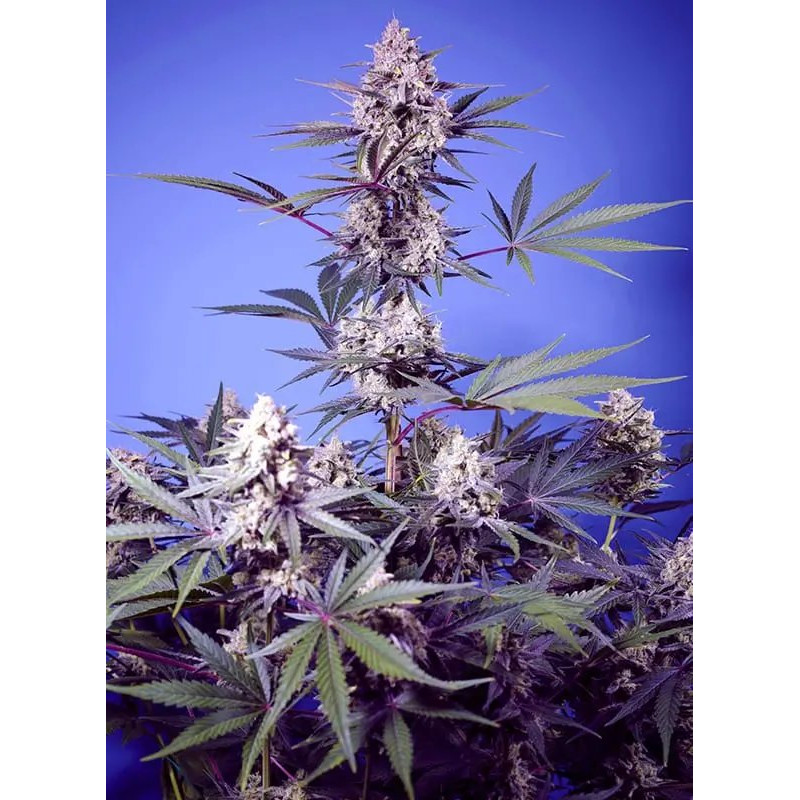 Mental Rainbow F1 Fast Version - FEM - Sweet Seeds