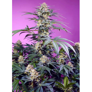 Monster Maker - FEM - Sweet Seeds