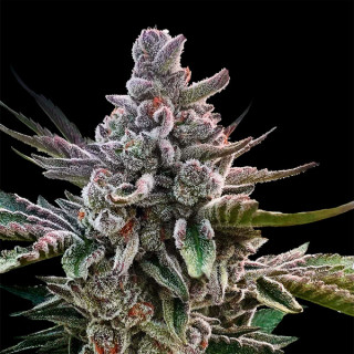 Acai Jelly "by Sherbinskis" - FEM - Silent Seeds