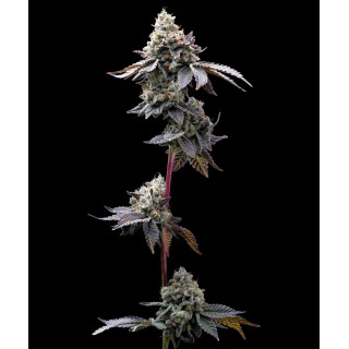 GMO Cookies - Barney's Farm