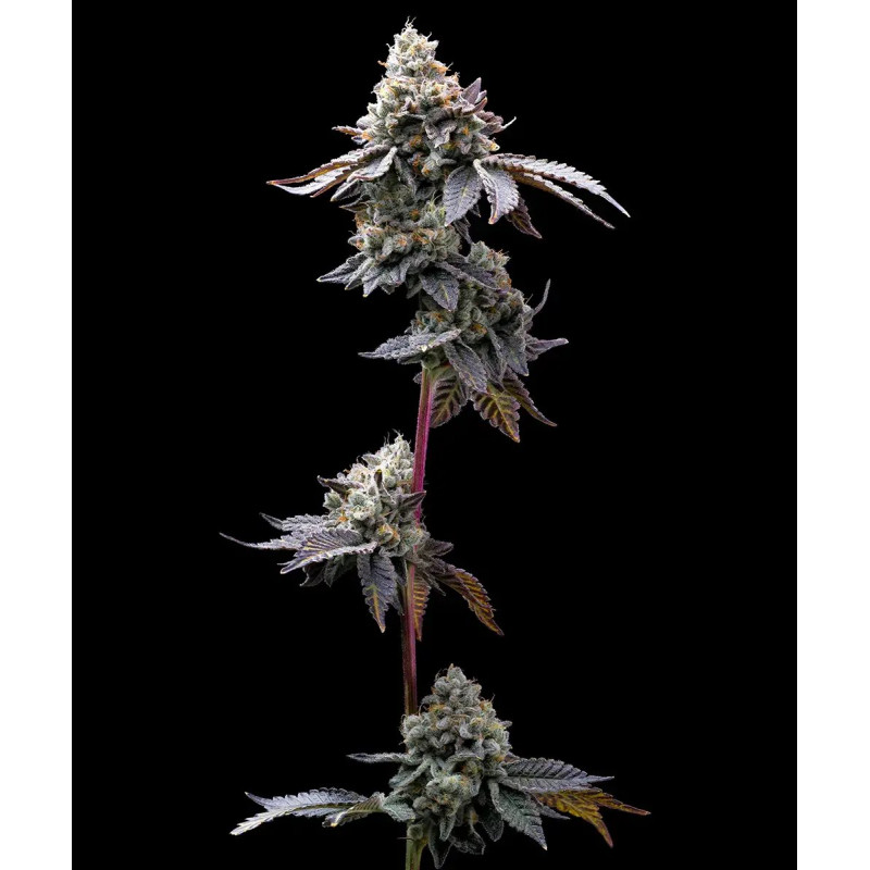 GMO Cookies - Barney's Farm