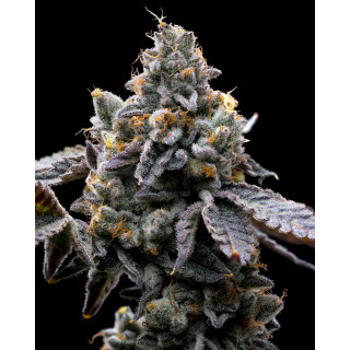 GMO Cookies - Barney's Farm