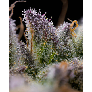 GMO Cookies - Barney's Farm