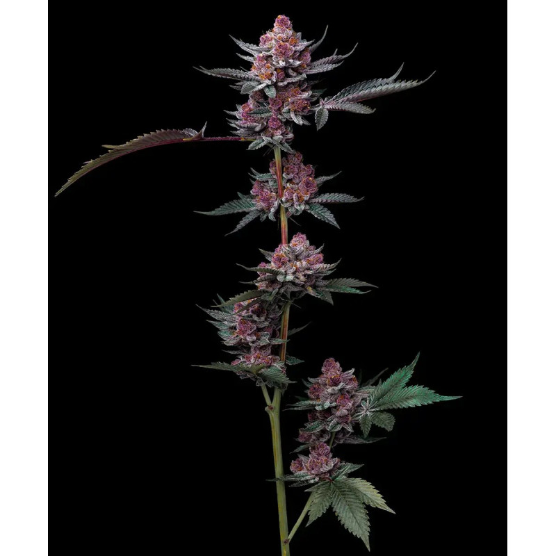 Cherry Poppers - Barney's Farm