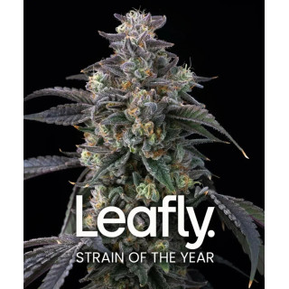 Super Boof - Barney's Farm