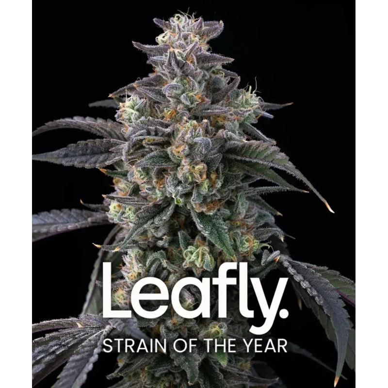 Super Boof - Barney's Farm