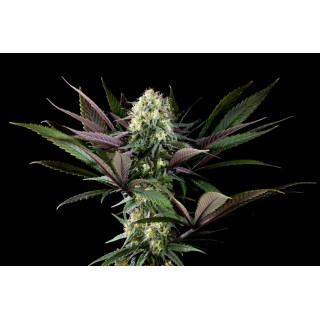 Apple Fritter - FEM - Kannabia