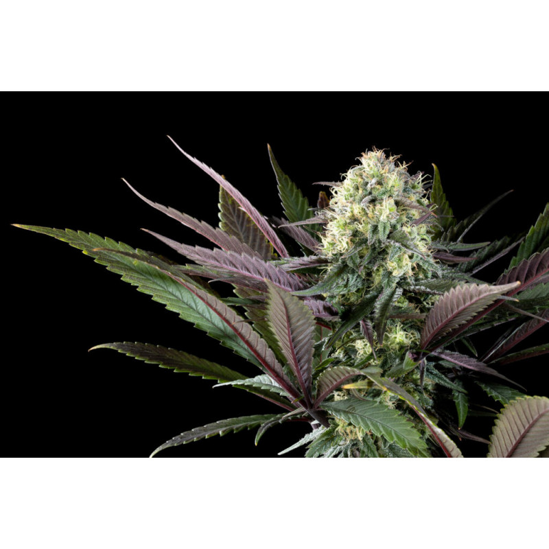 Apple Fritter - FEM - Kannabia