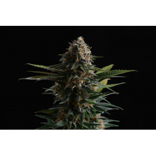 Candy Cream Go Fast - FEM - Kannabia
