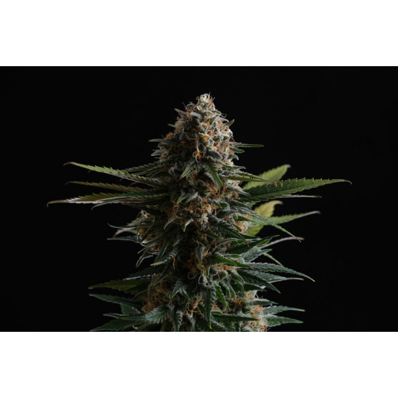 Candy Cream Go Fast - FEM - Kannabia