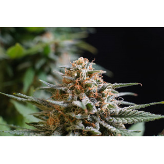 Candy Cream Go Fast - FEM - Kannabia