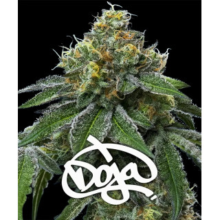 RS11 X Banana OG - Barney's Farm