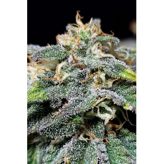 Cherry Dream - FEM - Kannabia Seed Company