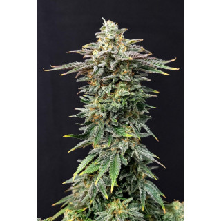 Cherry Dream - FEM - Kannabia Seed Company
