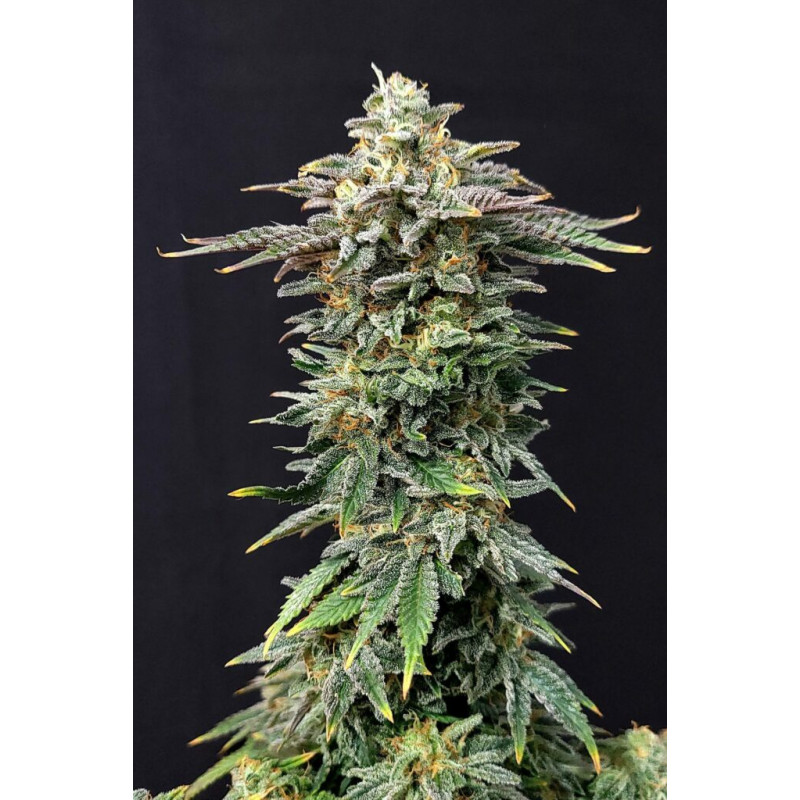 Cherry Dream - FEM - Kannabia Seed Company