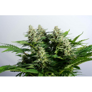 Colombian Jack - FEM - Kannabia Seed Company