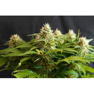 Colombian Jack - FEM - Kannabia Seed Company