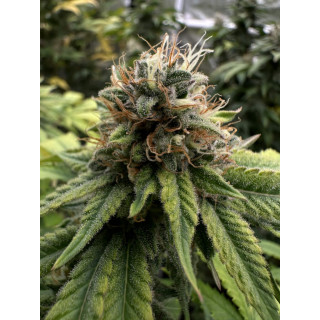 Colombian Jack - FEM - Kannabia Seed Company