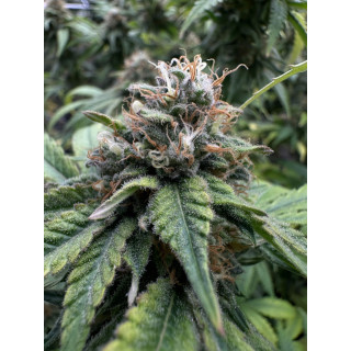 Colombian Jack - FEM - Kannabia Seed Company