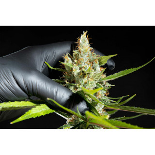 Oreoz USA - FEM - Kannabia Seed Company