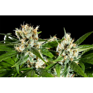 Oreoz USA - FEM - Kannabia Seed Company