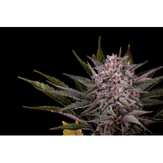 Pink Gelato - FEM - Kannabia Seed Company