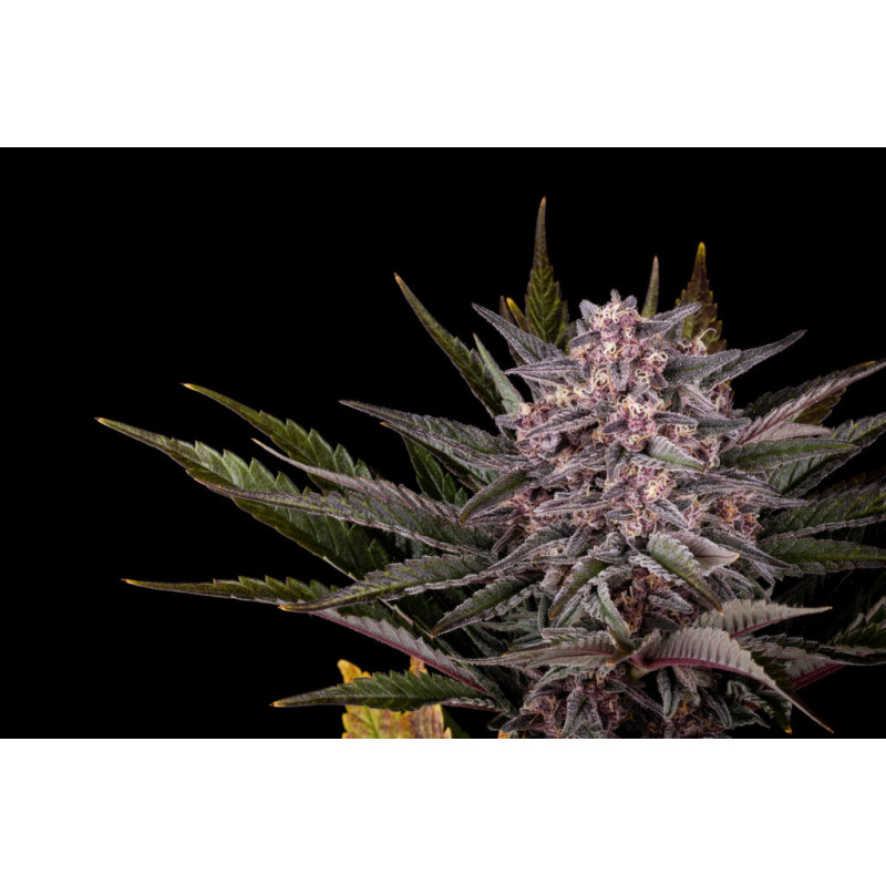 Pink Gelato - FEM - Kannabia Seed Company