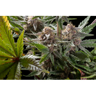 Pink Gelato - FEM - Kannabia Seed Company