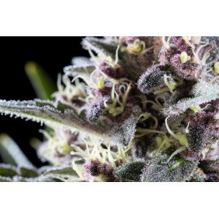 Pink Gelato - FEM - Kannabia Seed Company