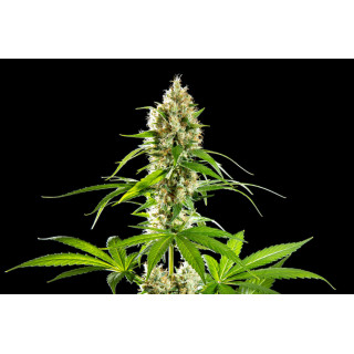 Sunset Sherbet - FEM - Kannabia Seed Company