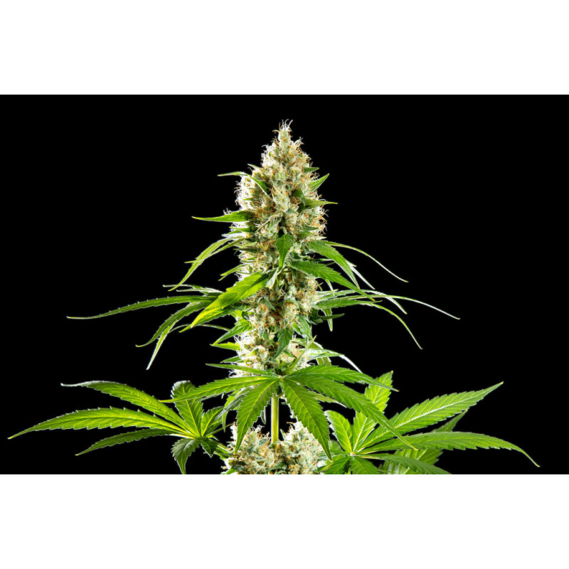Sunset Sherbet - FEM - Kannabia Seed Company