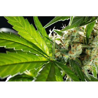 Sunset Sherbet - FEM - Kannabia Seed Company