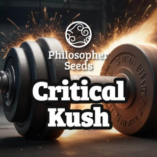 Critical Kush - FEM - Philosophers Seeds