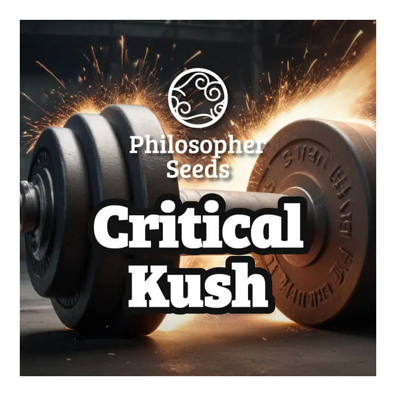 Critical Kush - FEM - Philosophers Seeds