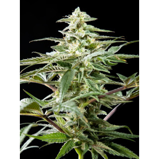 CBD Rich Candy - FEM - Philosophers Seeds